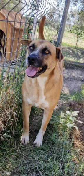 Tare una bella cagnolina in adozione cerca casa | Foto 4