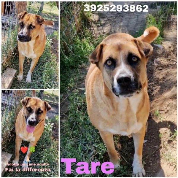 Tare una bella cagnolina in adozione cerca casa