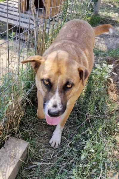 Tare una bella cagnolina in adozione cerca casa | Foto 0