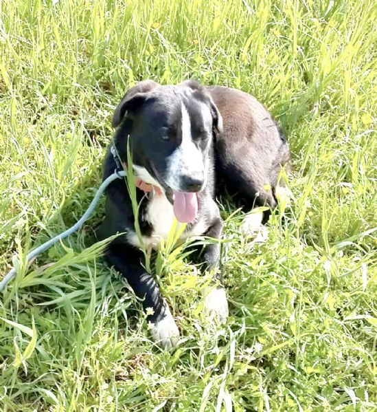 Sono Oscar apri il mio box sceglimi  | Foto 6