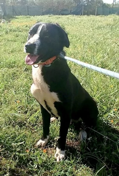 Sono Oscar apri il mio box sceglimi  | Foto 5