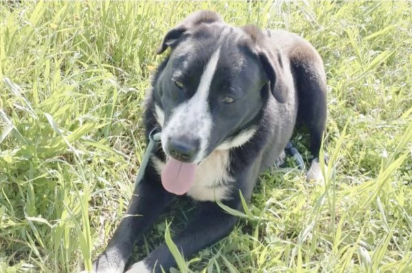 Sono Oscar apri il mio box sceglimi  | Foto 4