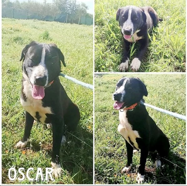 Sono Oscar apri il mio box sceglimi  | Foto 2