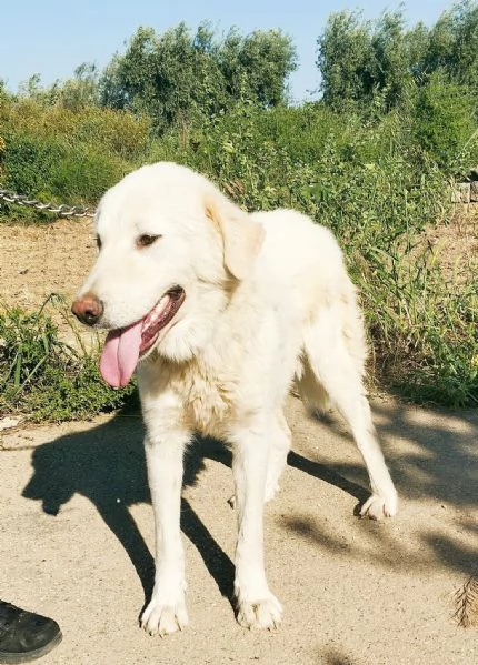 Joy un dolcissimo cane da salvare | Foto 5