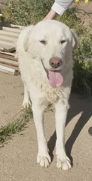 Joy un dolcissimo cane da salvare | Foto 3