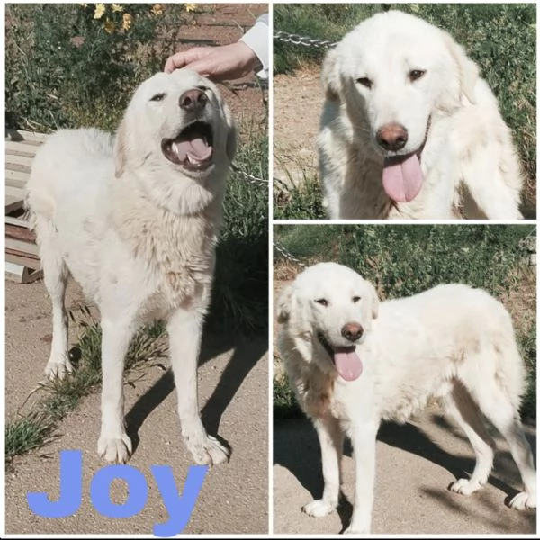 Joy un dolcissimo cane da salvare | Foto 0
