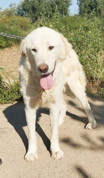 Un amorevole famiglia per Joy