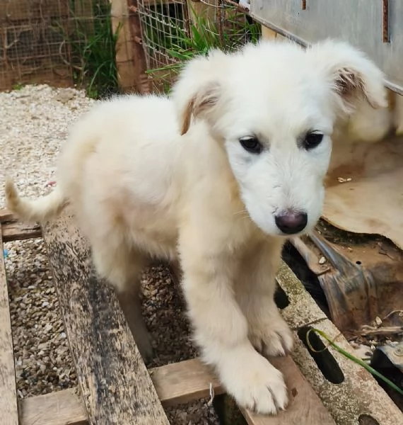 Cucciolo in adozione cerca la sua famiglia per sempre | Foto 5