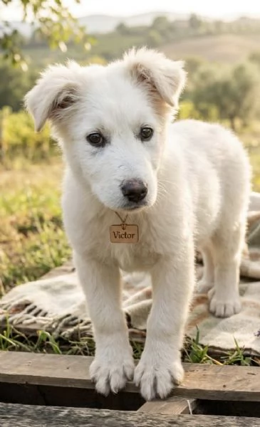 Cucciolo in adozione cerca la sua famiglia per sempre | Foto 1