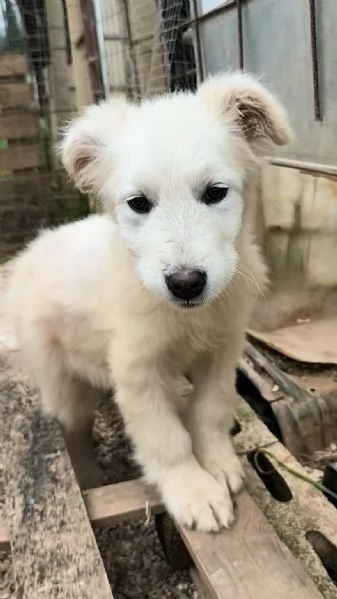 Cucciolo in adozione cerca la sua famiglia per sempre | Foto 0