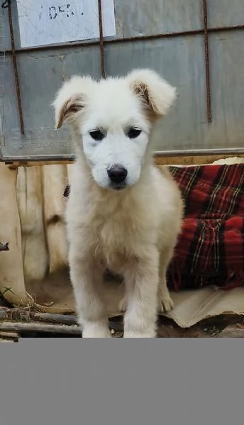 Cucciolo taglia grande in adozione  | Foto 2
