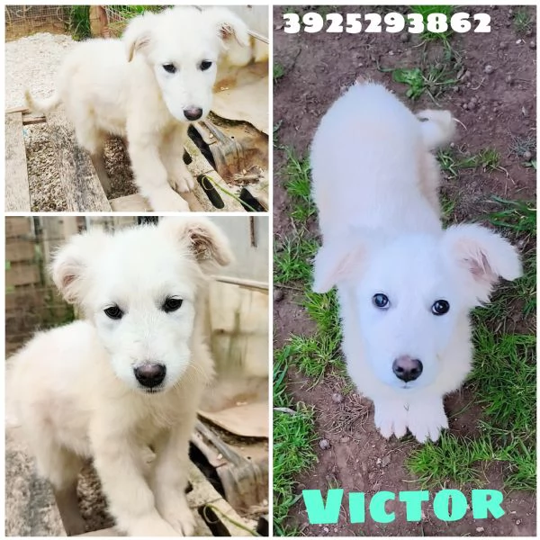 Cucciolo taglia grande in adozione  | Foto 1