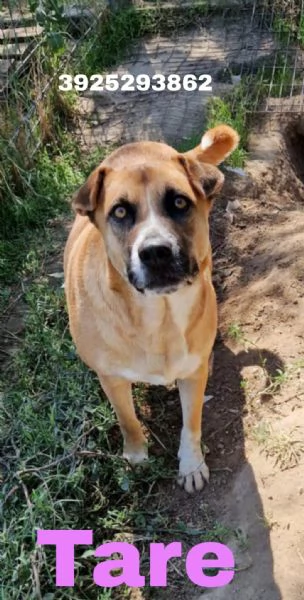 Dolce cagnolina tg. Media in adozione cerca casa