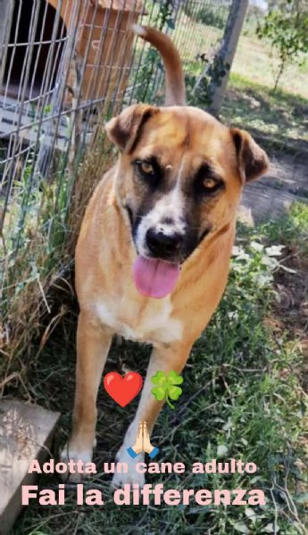 Dolce cagnolina tg. Media in adozione cerca casa | Foto 4