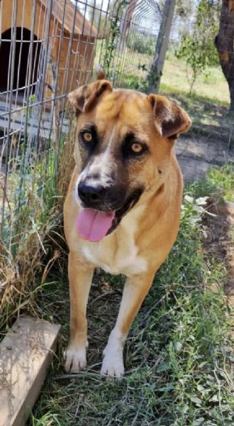 Dolce cagnolina tg. Media in adozione cerca casa | Foto 1