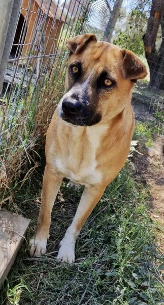 Dolce cagnolina tg. Media in adozione cerca casa | Foto 0