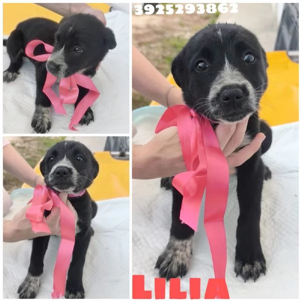 Il piccolo Oreo e le sue sorelline cercano casa  | Foto 5