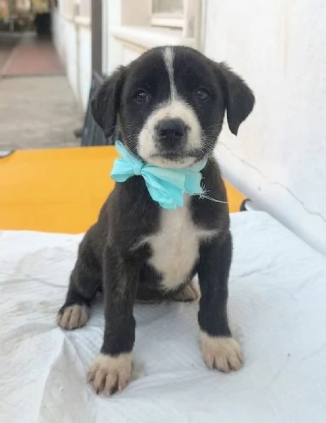 Cuccioli in cerca di una famiglia da amare  | Foto 5