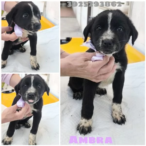 Cuccioli in cerca di una famiglia da amare  | Foto 4