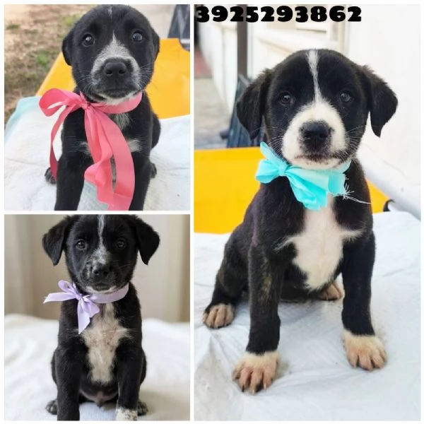 Cuccioli in cerca di una famiglia da amare  | Foto 2