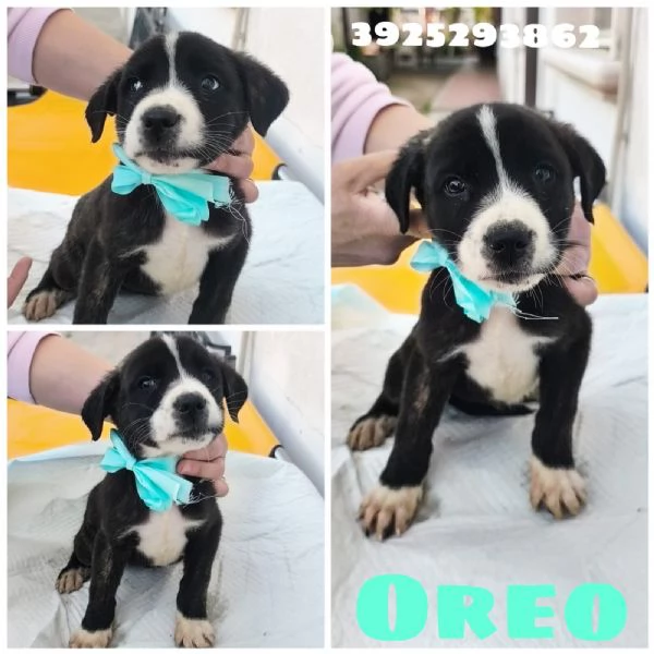 Cuccioli in adozione la dolce Lilia e i suoi fratelli  | Foto 5