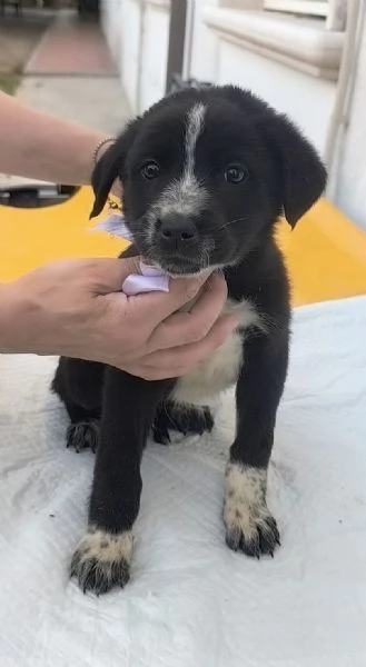 Cuccioli in adozione la dolce Lilia e i suoi fratelli  | Foto 2
