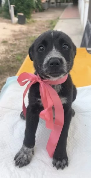 Cuccioli in adozione la dolce Lilia e i suoi fratelli  | Foto 0
