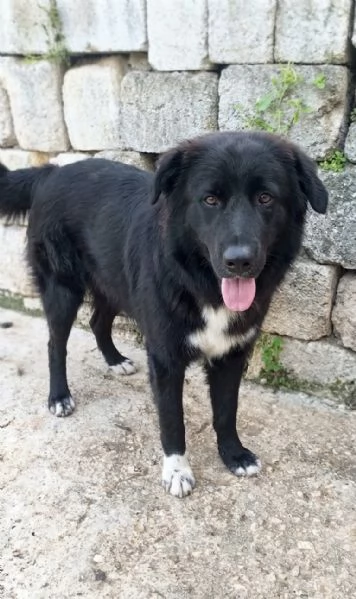 Dolcissimo cucciolone in ADOZIONE  | Foto 4
