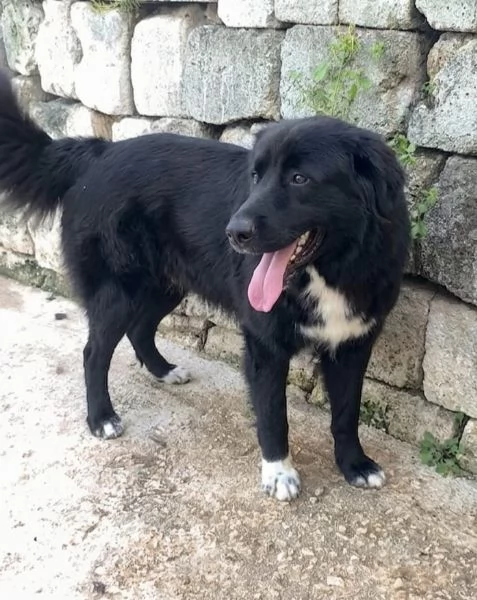 Dolcissimo cucciolone in ADOZIONE  | Foto 3