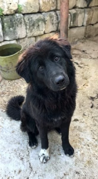 Dolcissimo cucciolone in ADOZIONE  | Foto 2