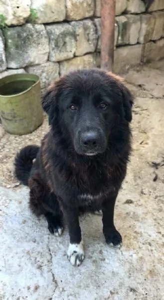 Dolcissimo cucciolone in ADOZIONE 