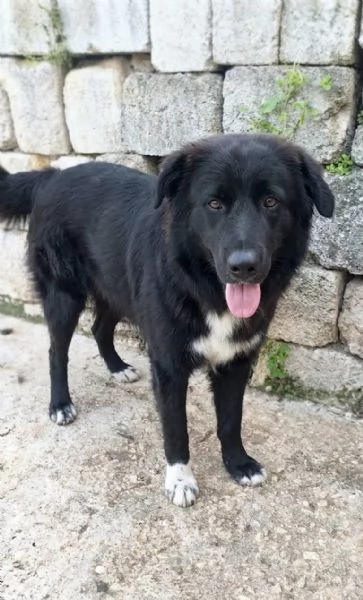 Dolcissimo cucciolone in ADOZIONE  | Foto 1