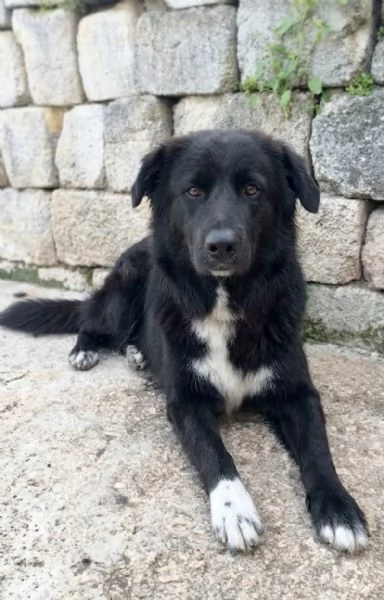 Dolcissimo cucciolone in ADOZIONE  | Foto 0
