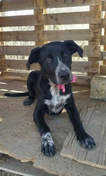 Si cerca un amorevole famiglia per questa bellissima cagnolina 