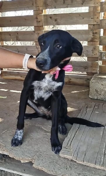 Si cerca un amorevole famiglia per questa bellissima cagnolina  | Foto 6