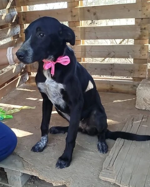 Si cerca un amorevole famiglia per questa bellissima cagnolina  | Foto 4