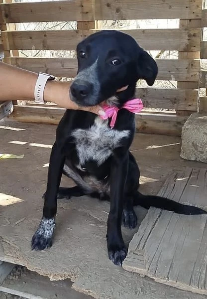 Si cerca un amorevole famiglia per questa bellissima cagnolina  | Foto 2