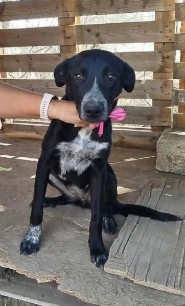 Si cerca un amorevole famiglia per questa bellissima cagnolina  | Foto 0