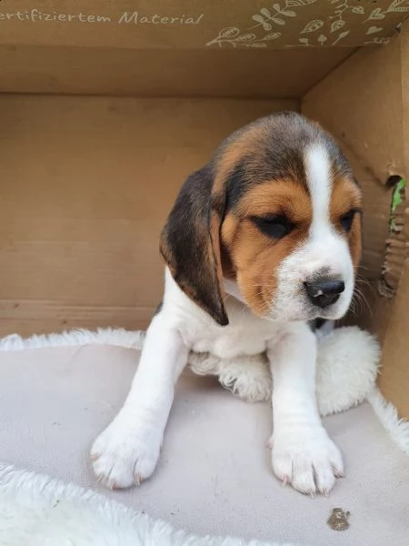 cuccioli di beagle | Foto 6