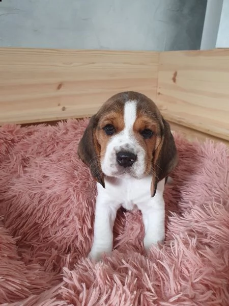 cuccioli di beagle | Foto 0