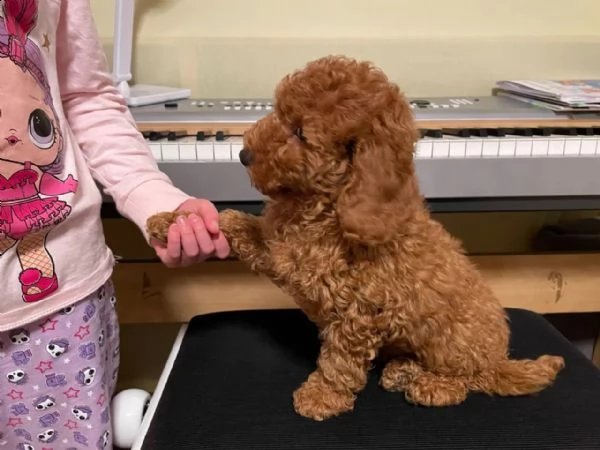 splendidi cuccioli di barboncino di razza pura in cerca di una casa per sempre. | Foto 1
