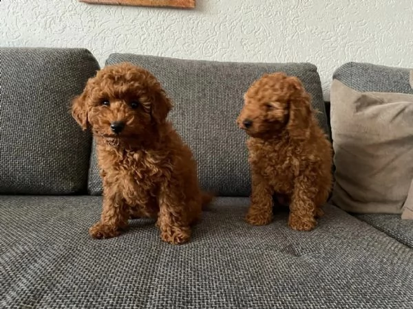 splendidi cuccioli di barboncino di razza pura in cerca di una casa per sempre.
