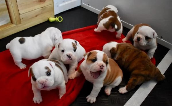 regalo bulldog inglese cuccioli disponibili,.,.,.