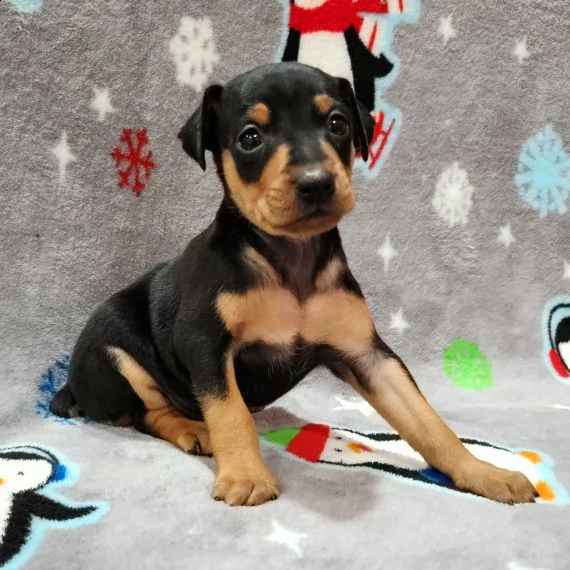 regalo cuccioli di pinscher,.,