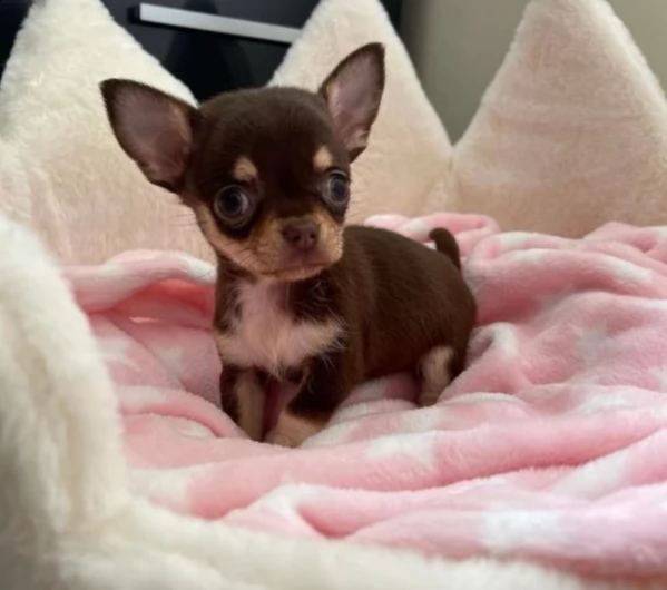 chihuahua cuccioli per l'adozione bellissima cucciolata cerca nuova famiglia, 4 maschi e 3 femmina, 