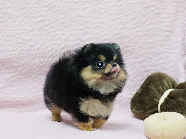 fantastici cuccioli di pomerania | Foto 1