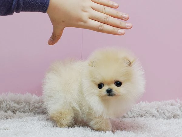 fantastici cuccioli di pomerania | Foto 0