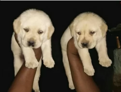 cuccioli labrador miele con pedigree