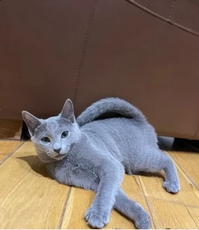 gattini blue di russia