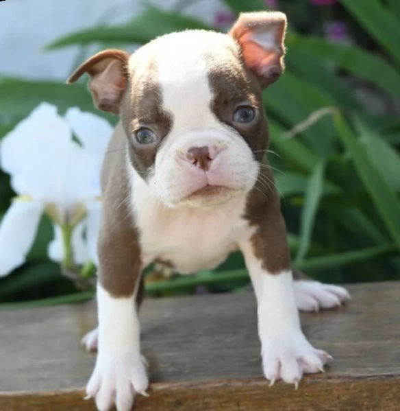 adorabili cuccioli  boston terrier  femminucce e maschietti disponibili 